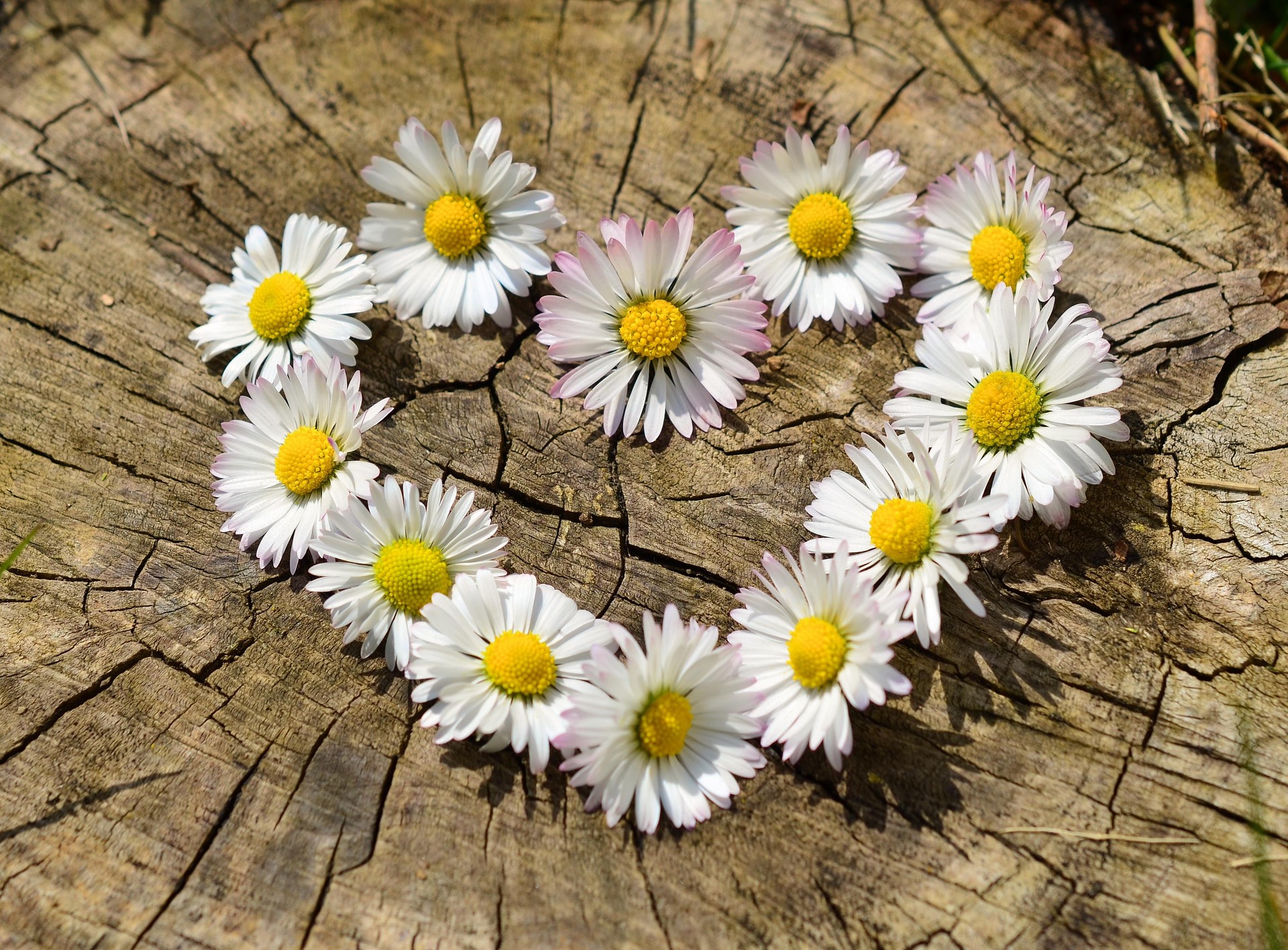 congerdesign-daisies-712892_1920